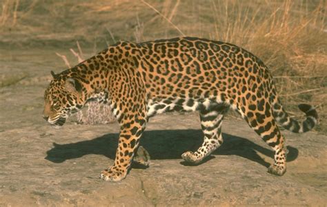 Could Jaguar Habitat Affect AZ Outdoor Activities? - Safari Club