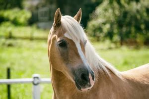 Quanto Costa Mantenere Un Cavallo E Comprarlo