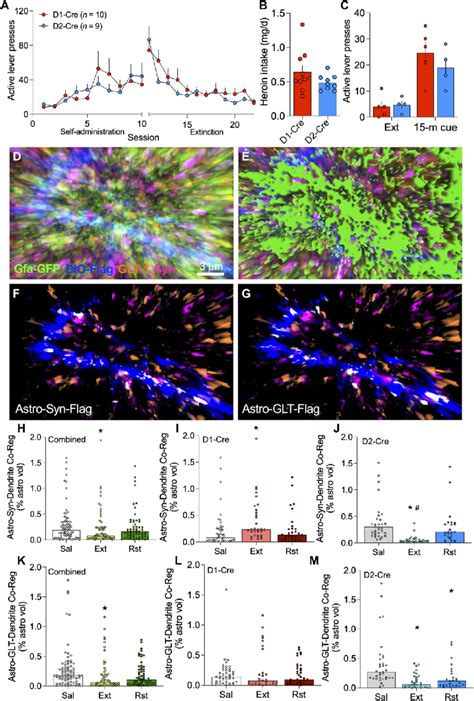 Astrocytes Increased Their Adjacency To D Msn Synapses But Retracted