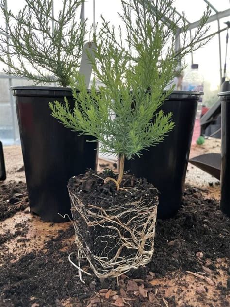 Giant Redwood Sapling 10 20cm P9 Sequoiadendron Giganteum