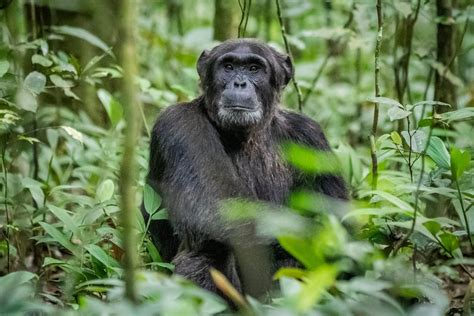 Luxury Chimpanzee Trekking Safari In Kibale National Park Uganda