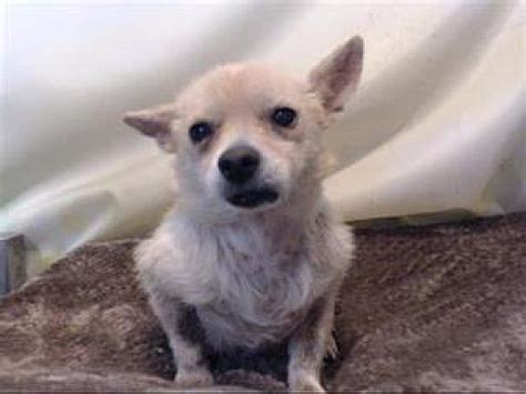 San Bernardino Ca Chihuahua Meet Urgent 819 Devore A Pet For