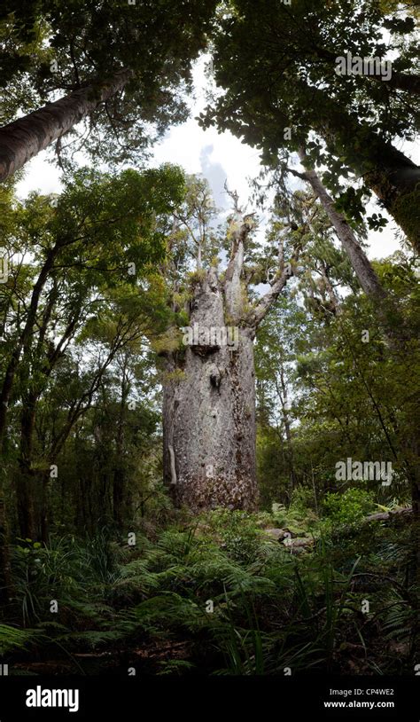 Kauri Tree Te Matua Ngahere Father Of The Forest At Waipoua Forest