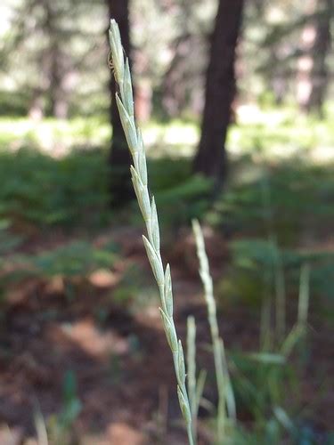 Thinopyrum Intermedium Intermediate Wheatgrass 8 Poaceae Flickr