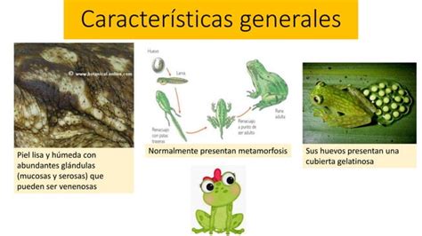 Clase Anfibios Ppt Descarga Gratuita