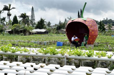 Wisata Menyenangkan Petik Strawberry Di Puncak Pass Farm Bogor