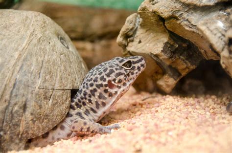 The Different Colors Of Leopard Geckos