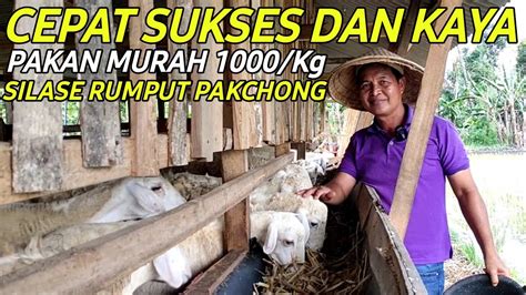 Sukses Breeding Domba Ekor Dengan Pakan Murah Kg Silase Rumput