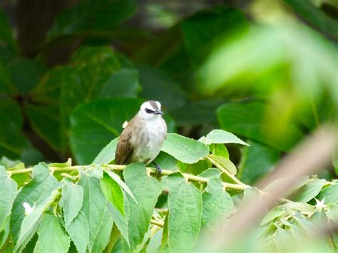 Yellow-Vented Bulbul, Phnom Penh