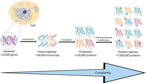 The Increase In Complexity From The Genome To The Proteome Download