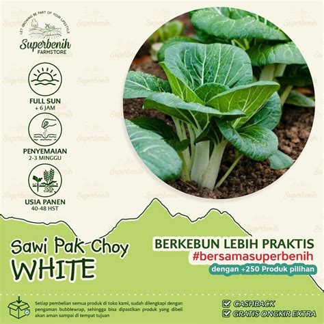 Jual 100 Biji Benih Sawi Pak Choy White Pak Coy Batang Putih