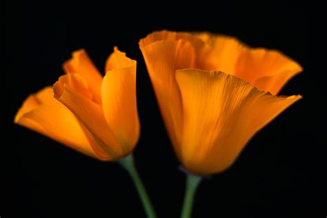 California Poppies :: Behance