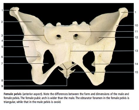 Diagram Of Female Pelvis Anterior View Quizlet