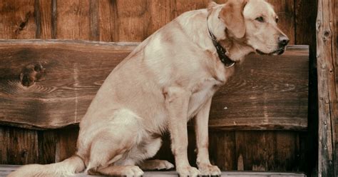 Nel cane anziano le zampe posteriori cedono perché Wamiz