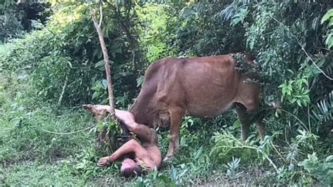 Homem é atacado por vaca após tentar abusar sexualmente o animal