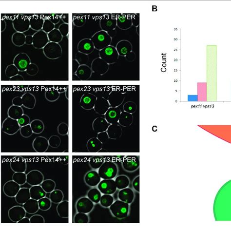 | Suppression of peroxisome biogenesis defects by an artificial ... 