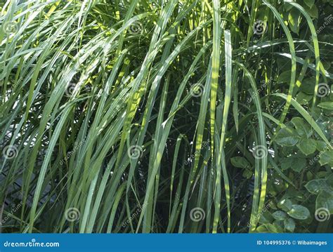 Chinese Grass