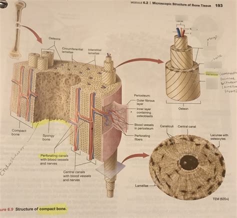 Structure of Compact Bone 4 Diagram | Quizlet