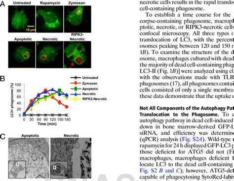 The Uptake Of Dead Cells Induces Lc Associated Phagocytosis A