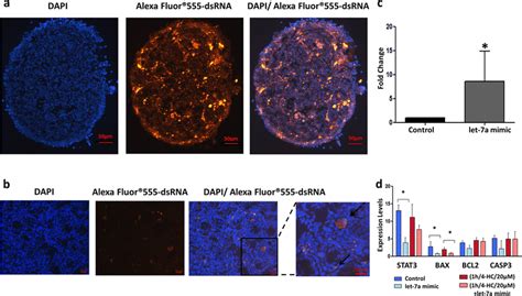 Evaluation Of Transfections Efficiency In Pnd Ovaries A