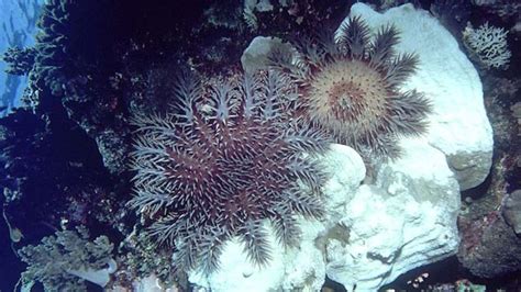 Injection Culls Reef Killing Crown Of Thorns Starfish