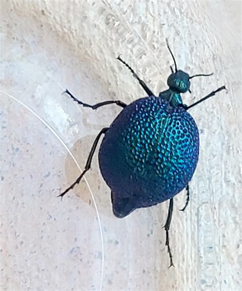 Beetle or weird ant? Found in Southern New Mexico : r/whatsthisbug