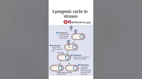 Lysogenic Cycle In Viruses Microbiology Lifescienceguy Youtube