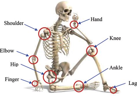 Sports and PE: MAIN MUSCLES AND JOINTS OF THE HUMAN BODY. 1º ESO