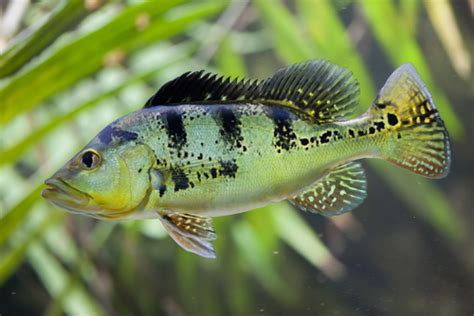 Peacock Bass Aquarium Setup