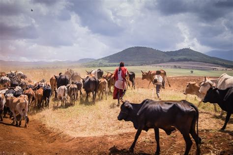 Maasai Herding Cattle On The Driuve to Kili | Maasai, Africa animals ...