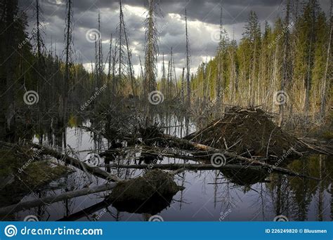 Why Do Beavers Build Dams How To Discuss