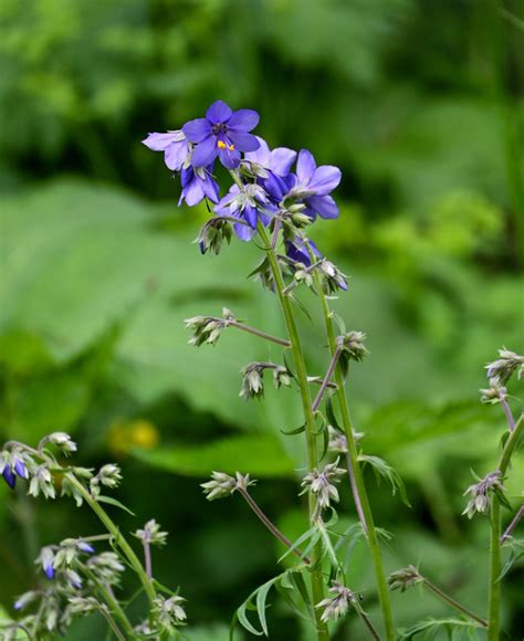 Polemonium caeruleum - Изображение особи - Плантариум