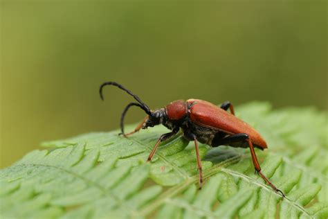 How big are beetles? - Discover Wildlife