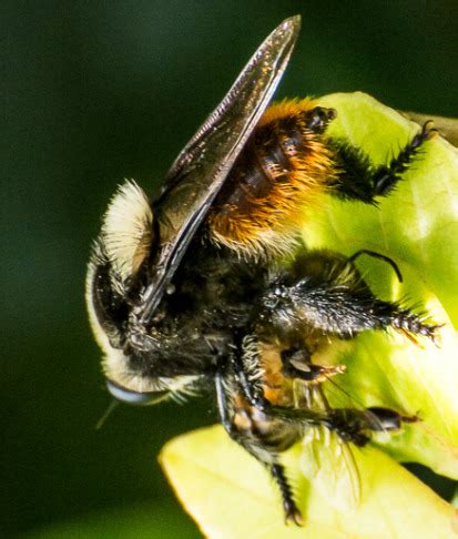 Se Detect Crecimiento Poblacional Del Moscard N Cazador De Abejas