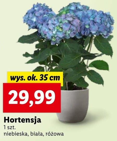 Hortensja Promocja Lidl Ding Pl