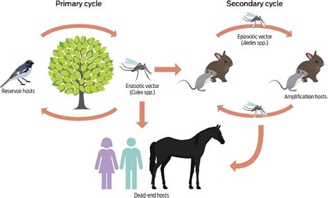 Encefalitis Equina del Oeste síntomas e incubación en humanos y