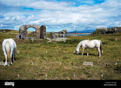 Wild Ponies Grazing Close To The Ruins Of St Dwynwens Church Llanddwyn