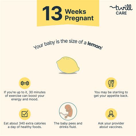 13 Weeks Pregnant Pregnancy Week By Week Twill Care