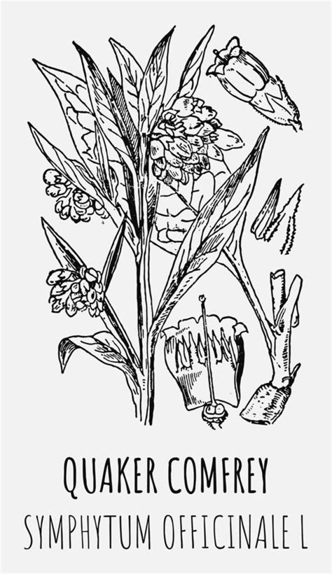 Vector Drawings Of Quaker Comfrey Hand Drawn Illustration Latin Name