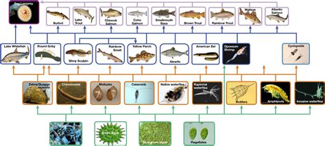 Ecology Of Ecosystems Openstax Biology