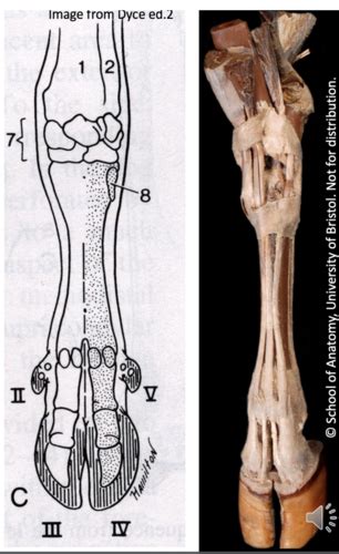 Comparative Locomotor Anatomy Flashcards Quizlet