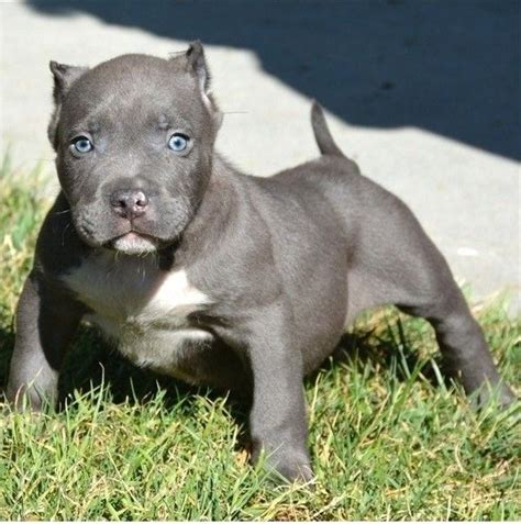 American Pit Bull Terrier Puppies For Sale | Atlanta, GA #274408