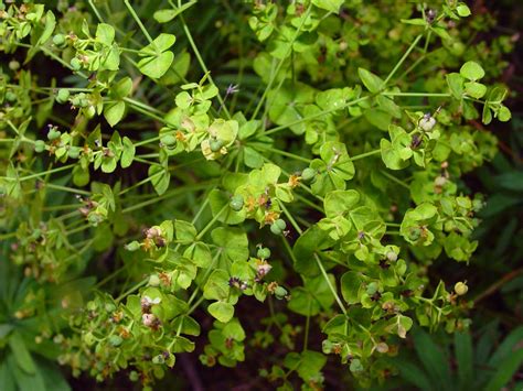 Euphorbia Salicifolia