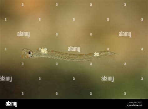 Larva Of Phantom Midge Hi Res Stock Photography And Images Alamy