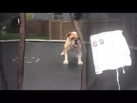 Dog Enjoys Trampoline Video