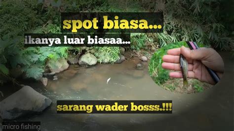 Mancing Ikan Wader Di Spot Biasa Ikanya Luar Biasa Babon Babon Mancing