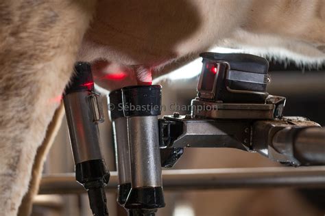 Photographie Robot De Traite Delaval Dans Une Stabulation Vache