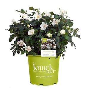 Knock Out Gal Red Knock Out Rose Bush With Red Flowers