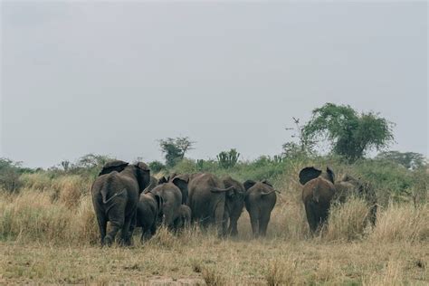 Day Murchison Falls Safari Witness The Big Five And Amazing