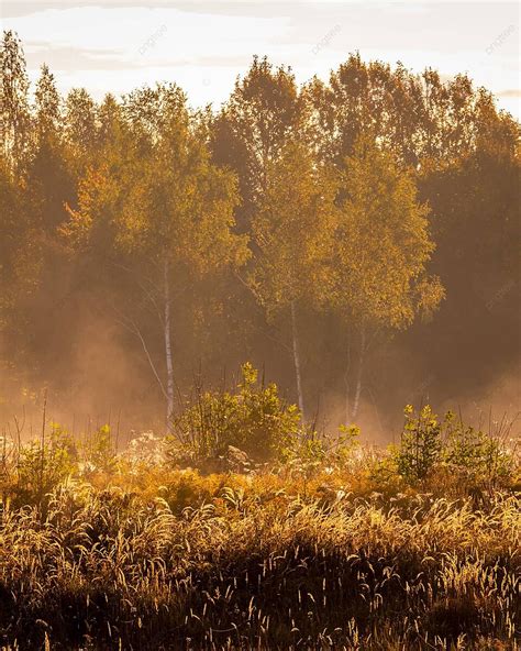 Crisp Autumn Morning Misty Sunrise Over A Field Of Grass And Trees